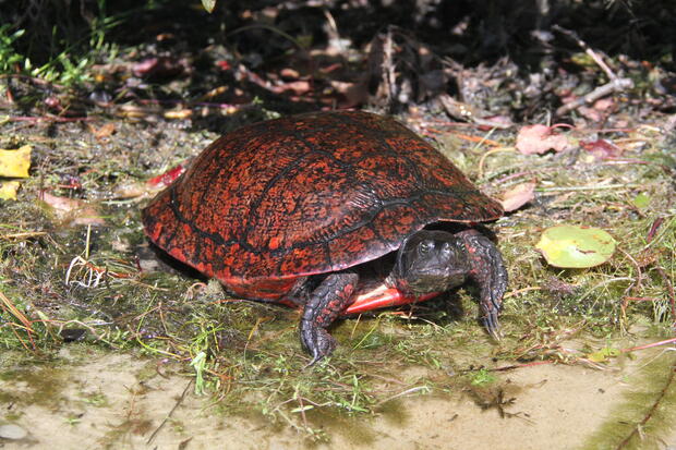 An older male from Plymouth