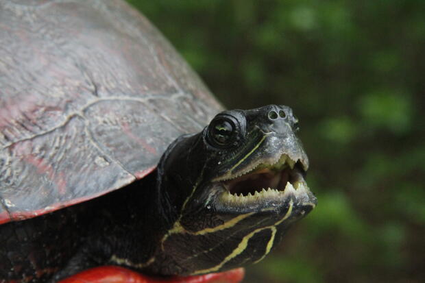 Photo showing jaws of an adult female red-bellied cooter