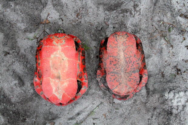 Comparison of a female (left) and male (right) Northern Red-bellied Cooter 