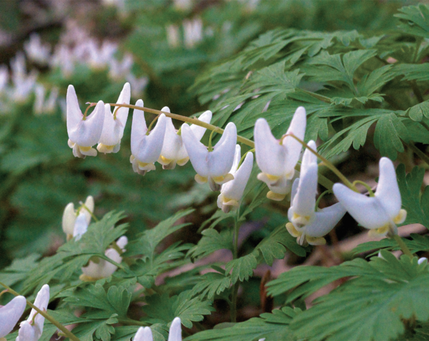 dutchman's breeches