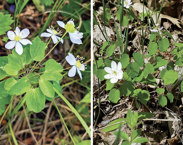 rue anemone