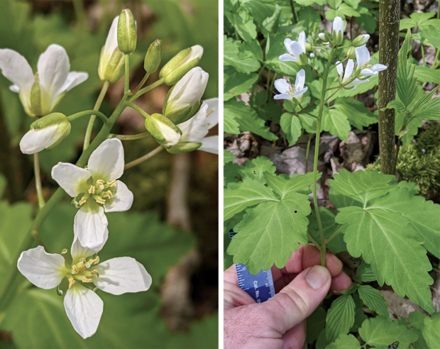 two-leaved toothwort