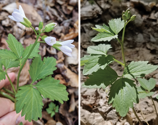 three-leaved toothwort