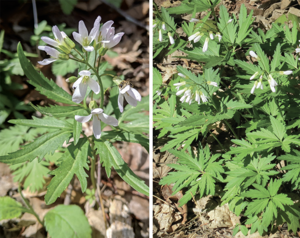cut-leaved toothwort