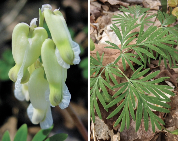 squirrel corn
