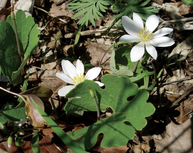 bloodroot