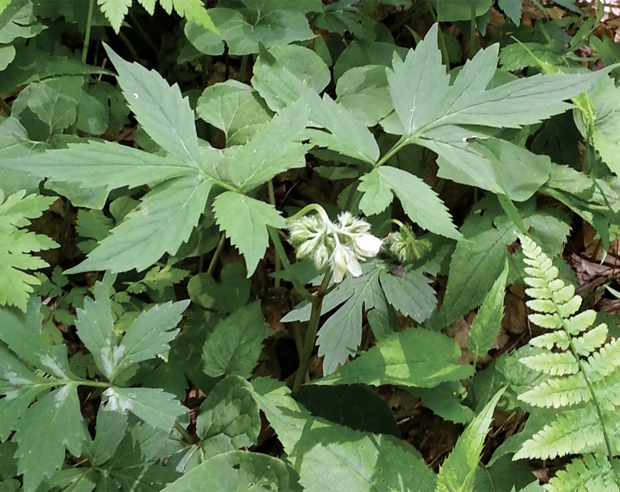 virginia waterleaf