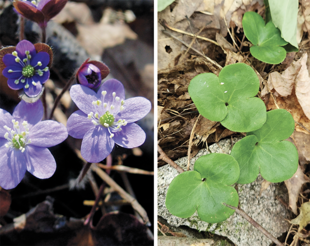 blunt-lobed hepatica