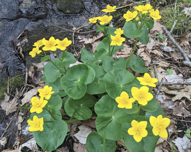 Marsh Marigold