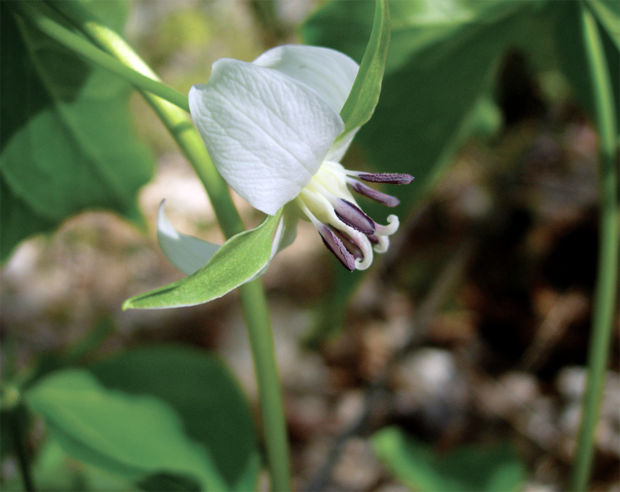 nodding trillium