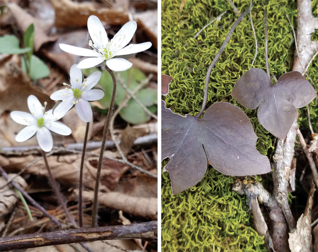 sharp-lobed hepatica