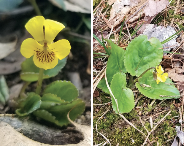round-leaved violet