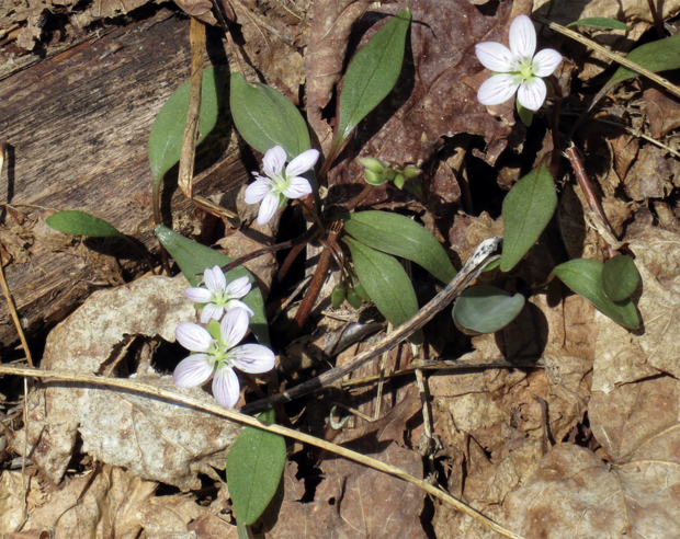 spring beauty