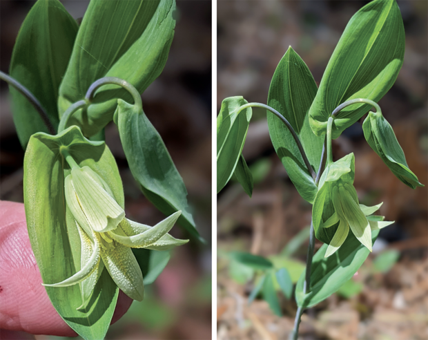 perfoliate bellwort