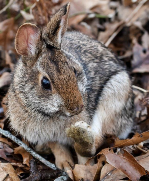 new england cottontail