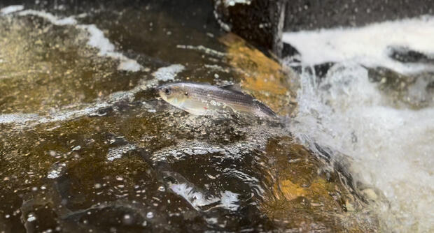 A river herring ascending a fish ladder.