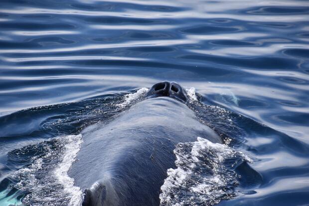 A humpback whale blowhole