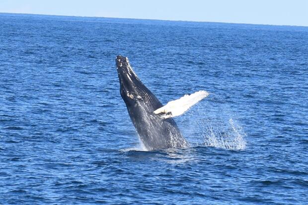 A humpback whale breaching