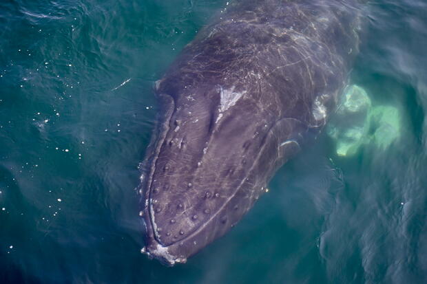 Humpback whale head