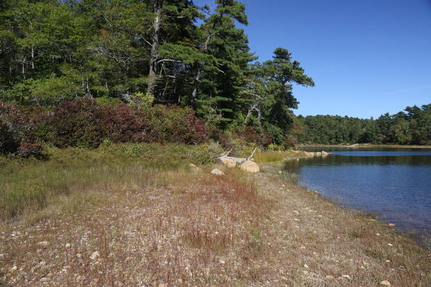 Exemplary coastal plain pond habitat of the northern red-bellied cooter in Plymouth, MA 