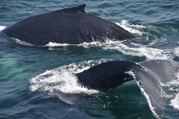 Two humpback whales