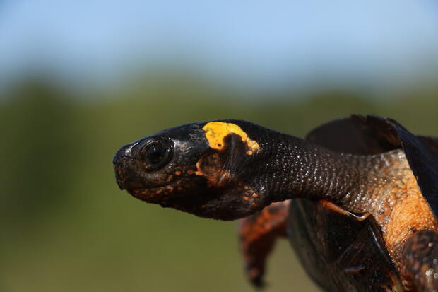 Adult bog turtles have a prominent orange patch on the side of their head. 