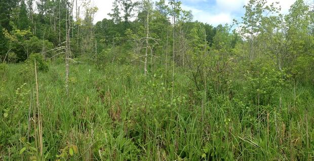 Bog turtle habitat
