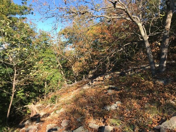 Historic copperhead habitat in western Massachusetts