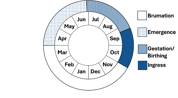 Graphic representation of life cycle, also described in text. 
