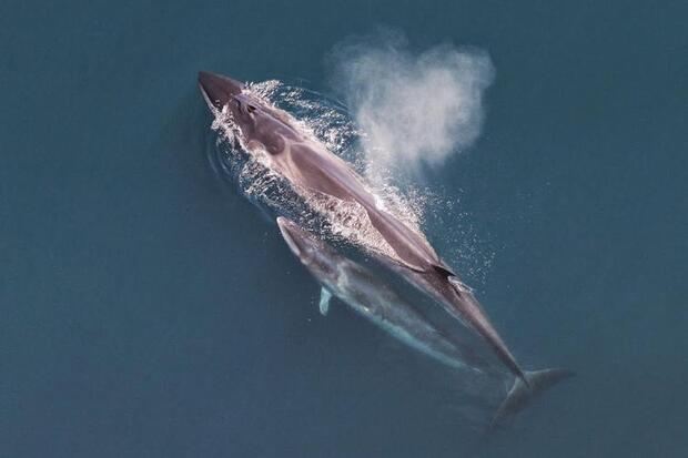 Sei whale with calf