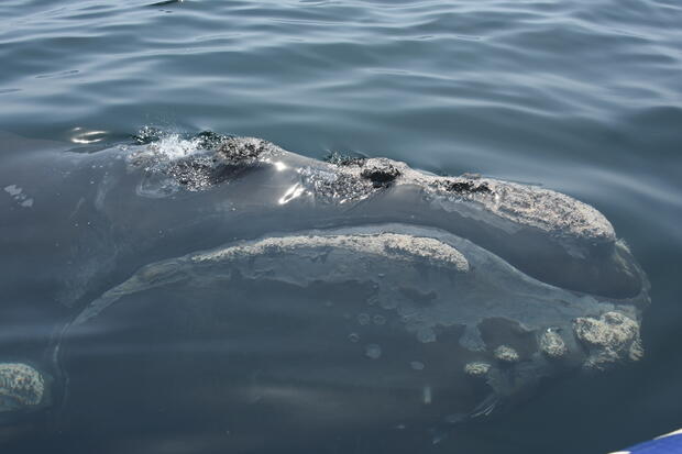 North Atlantic right whale demonstrating a behavior known as a "curious approach".