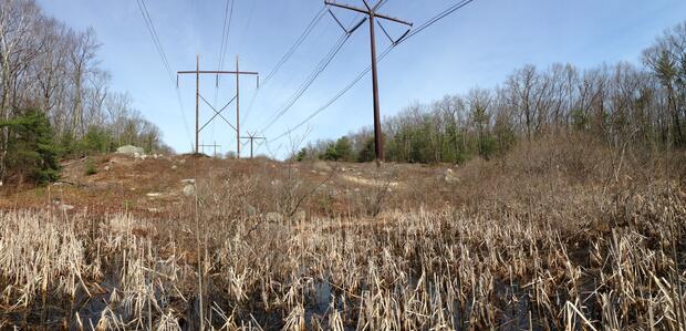 Blanding's turtle habitat