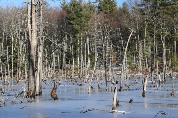 Blanding's turtle habitat