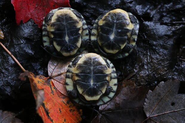 Hatchling Blanding’s turtles 
