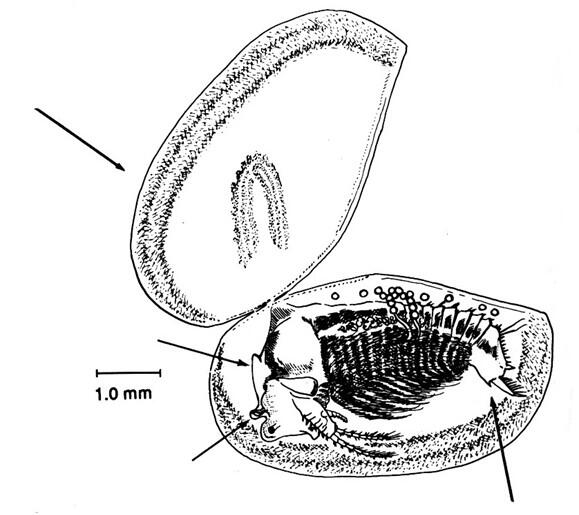 Drawing of the Agassiz's clam shrimp