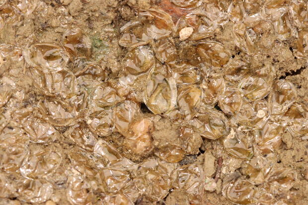 Dead clam shrimp in dried up pool.