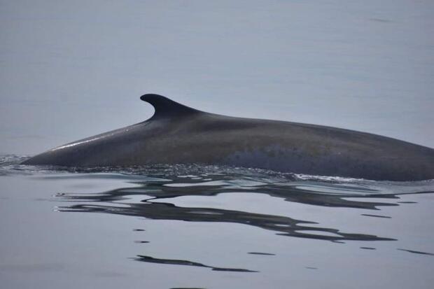 The fin of a fin whale breaching the water