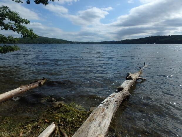 glacial lake habitat for boreal marstonia