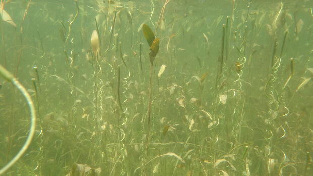mixed-species submerged aquatic vegetation bed