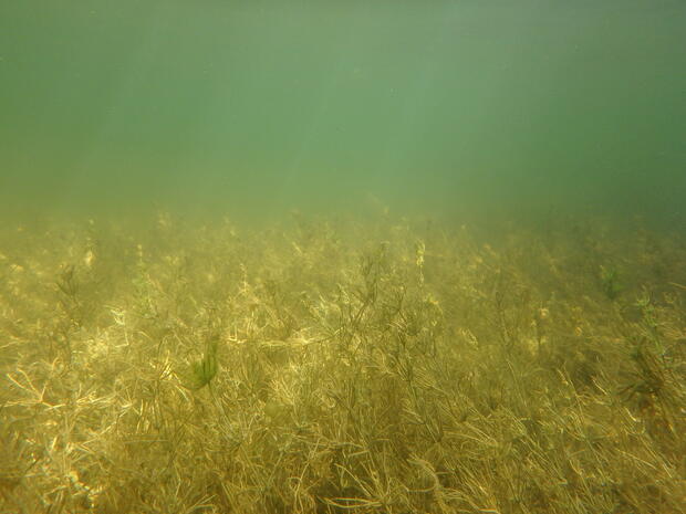 macroalgal Chara bed