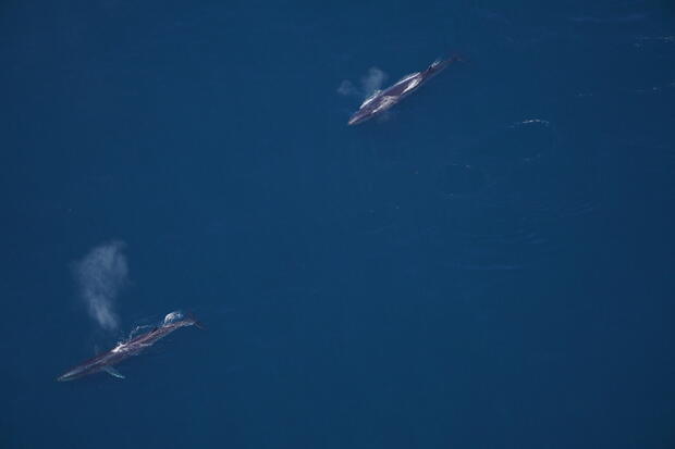 Sei whale of of Cape Cod