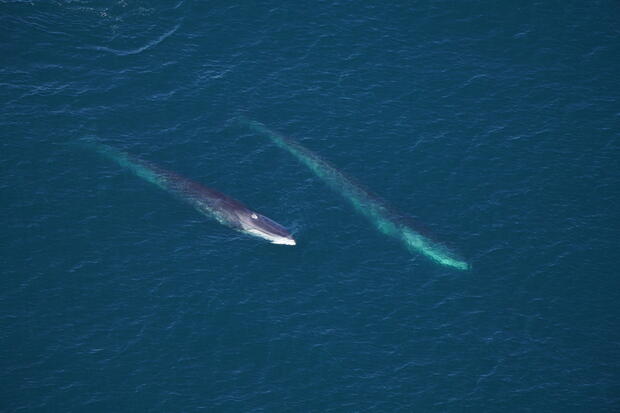 Two fin whales