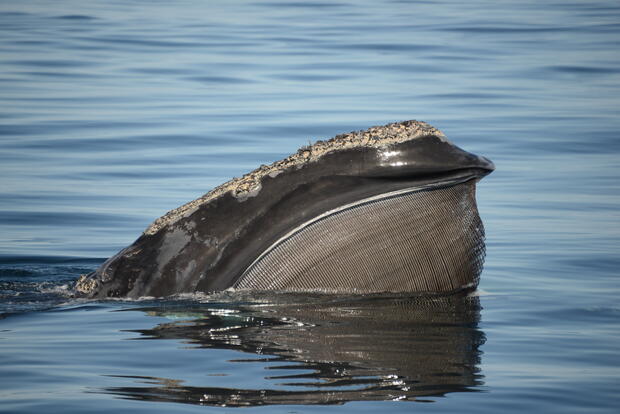 North atlantic right whale baleens