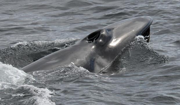 Sei whale blowhole at the surface