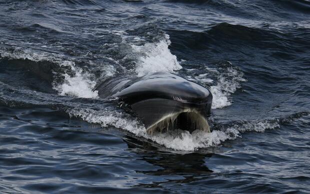 Sei Whale Mass gov Sei Whale Mass gov