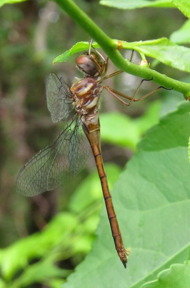 Female coppery emerald