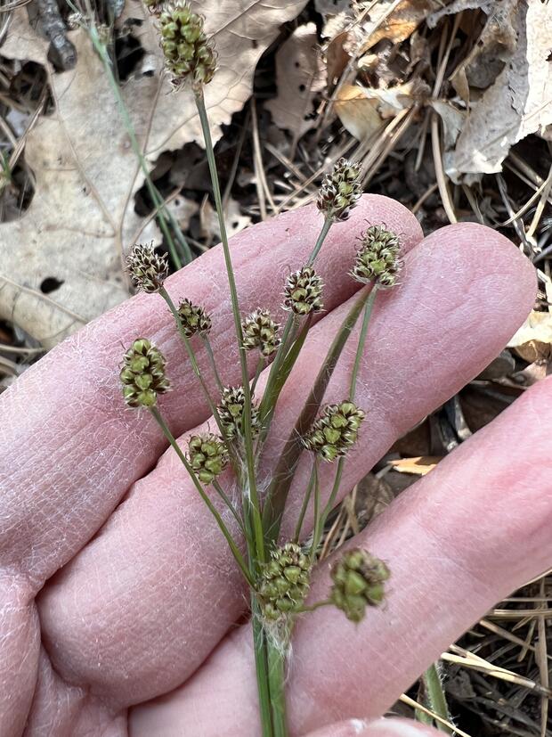 bulbous wood rush