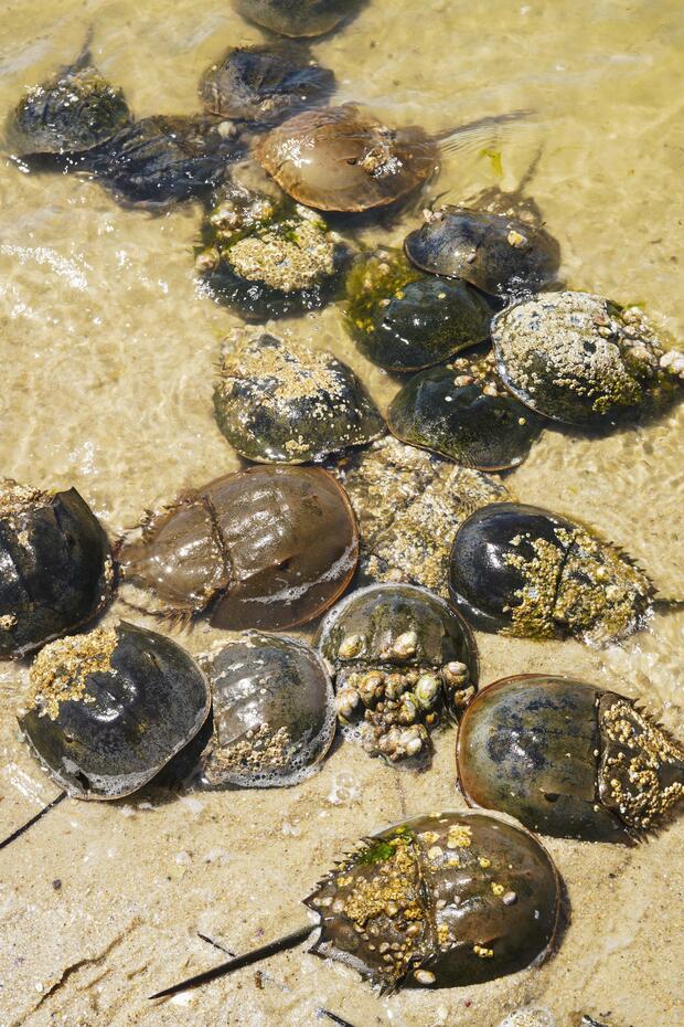 Horseshoe crabs.