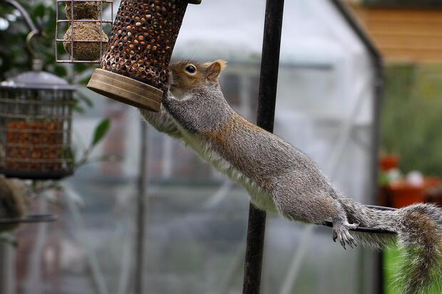 Squirrel at bird feeder