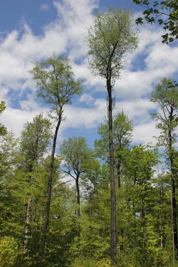 Canopy
